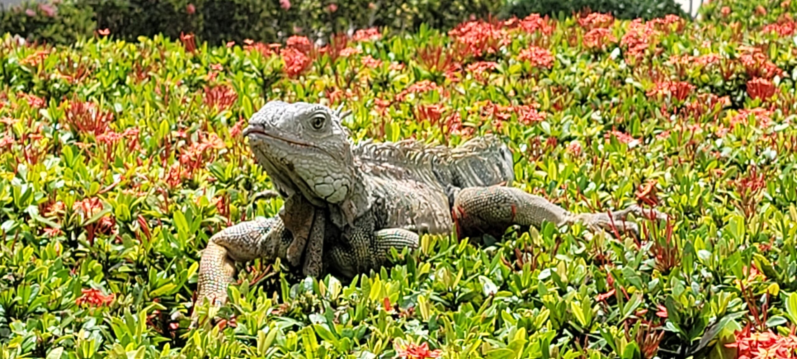Iguana in Puerto Rico
